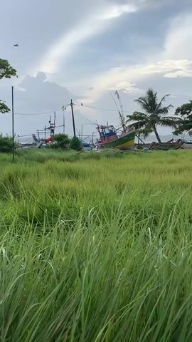 A handheld video pans from right to left, showing a grassy field in the foreground and several fishing boats on land in the background. The sky is overcast with dramatic clouds. A palm tree is visible to the right of the boats. The boats are various colors, with one prominent boat featuring green, yellow, and red detailing. The scene appears to be a boatyard or storage area near the coast.