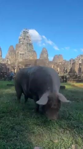 The video shows a large, gray pig foraging in a grassy area. The pig is covered in mud and has long, floppy ears. In the background, there is a large, ancient stone temple under construction, with scaffolding visible. The sky is bright blue with a few scattered clouds. There is a person sitting in the background near the temple. The camera is relatively stable, providing a clear view of the pig and its surroundings.