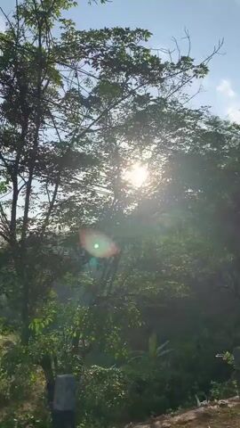 The video begins with a view of trees with sunlight filtering through the leaves, creating a dappled effect. As the camera moves, it reveals a roadside scene with more trees, some utility poles, and a grassy area. There is evidence of litter on the ground. The camera continues to pan, showing more of the trees and the sky, which appears overcast. Further along, a yellow traffic sign with a black zigzag indicating a winding road is visible. The video ends with a view of the road and the surrounding trees. There are no people visible in the video.