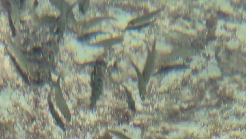 This media file captures an underwater scene teeming with small fish swimming close to the seabed. The seabed appears to be sandy or pebbly, with some vegetation or detritus scattered across it, creating a textured and natural environment. The water is somewhat murky, with light filtering down from above, illuminating the fish and the seabed.

The fish are small and appear to be schooling, moving in various directions through the frame. Their bodies are elongated and silvery or greyish in color. Some of them are facing towards the viewer, while others are swimming away or sideways. The overall impression is one of a dynamic and lively underwater ecosystem.

No people are visible in the media file. The objects are the fish and the seabed itself. The scene is entirely natural and aquatic. The setting is underwater, likely in shallow coastal waters given the clarity of the light and the type of seabed.

The activity taking place is simply the natural movement and schooling behavior of these small fish. There are no overt signs of feeding, escape, or interaction beyond their collective movement.

Notable details include the texture of the seabed, the way the light plays on the water and the fish, and the schooling behavior of the fish. The time of day and weather are not discernible from the underwater footage. The specific location within Leporano, Italy, is not indicated, but the general context is a marine environment. There are no visible emotional cues as the subjects are fish.

There is no visible text in this media file.