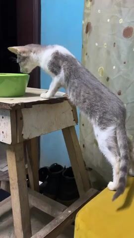 A short-haired cat with white and grey tabby markings is standing on a wooden table drinking from a green bowl. The cat is leaning over the bowl, drinking with its head down. The table is rustic, with exposed wood and visible nails. Behind the table, there is a blue wall and a patterned curtain. The cat finishes drinking and then hops off the table to the right, out of frame.