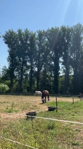 The video shows an outdoor scene with two horses in a fenced pasture under a clear blue sky. In the foreground, there is dry grass and a white electric fence. In the middle ground, a brown horse is grazing on the left, and a white horse is grazing on the right. In the background, there are tall trees and a small white trailer with a green canopy. The camera pans slightly to the left, showing more of the pasture and the trees. The video ends with a close-up of the brown horse grazing.
