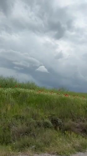 Spring wildflowers bloom along hillside road near Drenkovo, Bulgaria
