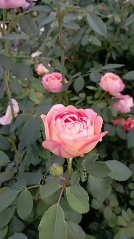 The video is a close-up shot of a pink and orange rose in bloom, with more roses and green foliage in the background. The camera is focused on the main rose, which has many petals and is beginning to open further. The lighting suggests it might be late afternoon or early morning, with soft light illuminating the scene. There are no people or animals visible in the video. The overall atmosphere is peaceful and natural, focusing on the beauty of the flowers.