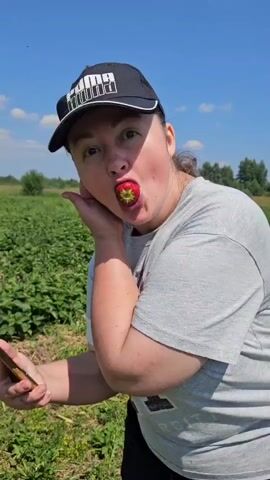 A woman wearing a black baseball cap and a gray t-shirt holds a strawberry in her mouth, standing in a strawberry field. She is leaning on her left hand, and her right hand is near her face. In the background, rows of strawberry plants stretch out, with several people in the distance harvesting the fruit. Further back, trees form a border around the field, and the sky is blue with scattered clouds. The video then pans to show stacked cardboard boxes filled with strawberries on a yellow cart. The boxes have "Dobraberry" printed on them and QR codes. More rows of strawberry plants and distant harvesters are visible. The video ends showing a close-up of the stacked boxes of strawberries.