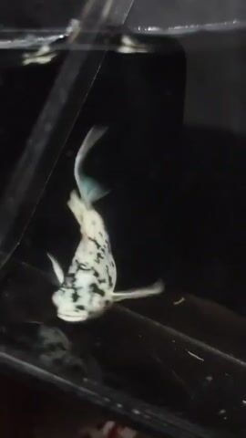 A black and white fish with black spots and blue fins swims in a dark tank. The fish moves its fins and tail as it swims.