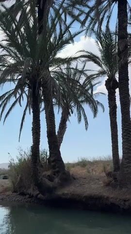 The video begins with a view of several tall palm trees with lush green fronds, their trunks dark and textured. The sky above is a clear blue with a few scattered white clouds. Below the palm trees, the ground appears to be a mix of dirt and dried vegetation. In the foreground, a body of calm, greenish water is visible, with a dark, muddy bank on the right side. As the video progresses, the camera pans slightly to the left, revealing more of the water's edge, which is lined with rocks and reeds. The palm trees continue to dominate the frame, casting shadows on the ground. Further to the right, more trees, including what appear to be eucalyptus trees with their distinctive tall, slender trunks and lighter-colored foliage, come into view. The overall environment suggests a natural, possibly tropical or arid setting with a water source. The camera appears to be moving slowly along the water's edge. There are no people visible in the video.