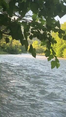 The video shows a close-up view of a river from behind a branch of green leaves. The river is wide and appears to be flowing quickly, with ripples and waves on its surface. The water is a light gray or white color. In the background, there are trees with green foliage, suggesting a natural, outdoor setting. The lighting indicates it is daytime, possibly late afternoon, as the sun casts a warm glow on the trees. There are no people or animals visible in the frame. The leaves in the foreground are out of focus, drawing attention to the flowing water.