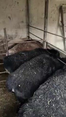 The video shows a group of cows in what appears to be a barn.  The cows in the foreground are black and covered with bits of hay. In the background, a second group of cows is visible; they are reddish-brown. The cows are eating from a concrete trough that runs along the wall of the barn. The barn is rustic, with walls of whitewashed brick or plaster and exposed wooden beams. A wooden ladder leans against the wall. The light in the barn is dim, with a single bulb hanging from the ceiling.
