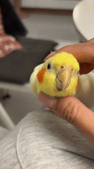 Cockatiel cuddles and a poodle with a toy in Krasnoyarsk