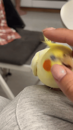 Cockatiel cuddles and a poodle with a toy in Krasnoyarsk