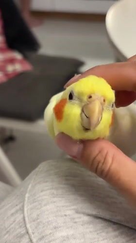 Cockatiel cuddles and a poodle with a toy in Krasnoyarsk