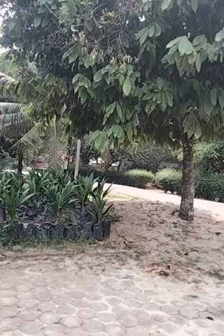 The video shows an outdoor scene with a paved walkway and a patch of dirt and vegetation. There are several potted plants, likely saplings, lined up along the edge of the walkway. These plants have long, green, leafy fronds and are individually wrapped in dark material, possibly plastic bags. The walkway is made of irregularly shaped, light-colored stones. To the left of the walkway, there are larger trees and dense foliage, including palm trees. The ground in the dirt area is covered with dry leaves and some small stones. The lighting suggests it is daytime. No people are visible in the video. The camera appears to be moving, panning across the scene.