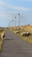 Sheep graze along a coastal path with wind turbines in view
