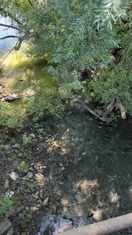The video pans over a shallow, murky creek or stream. The water on the left is a sickly yellow-green color and appears stagnant, while the water on the right is darker and appears to be flowing, with ripples visible. The banks of the stream are lined with rocks, dirt, and debris, including what appears to be litter such as plastic bags and red-colored objects. Overhanging branches and dense green foliage from trees obscure much of the sky. The overall impression is one of a neglected and potentially polluted natural waterway.