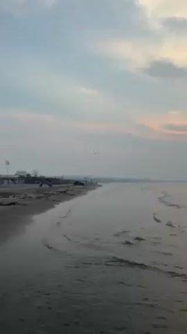 The video shows a calm beach scene at twilight. The sky is a pale blue, tinged with pink clouds near the horizon. The beach is a mix of wet sand near the water and darker, drier sand further inland. Small waves gently lap the shore. Several birds fly in the sky. In the distance, there appear to be buildings or structures on the beach, along with a few people walking or standing. A flag is visible near the structures. The overall atmosphere is tranquil and serene.