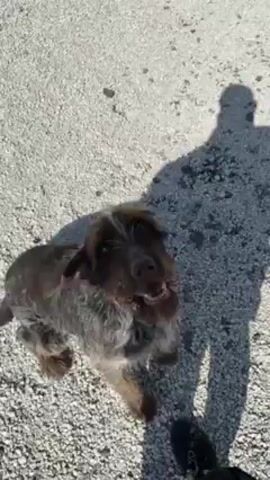 The video shows a person standing on a gravel surface with a medium-sized, brown-and-gray wiry-haired dog sitting next to them. The dog looks up at the person, who briefly raises their arm. The dog then stands up and begins to walk around on the gravel. The person's shadow is visible on the ground, and the overall lighting suggests it is a sunny day.