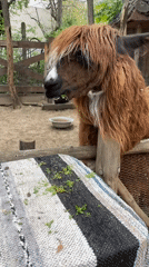 Brown camelid feeds in enclosure at Varna facility