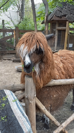Brown camelid feeds in enclosure at Varna facility