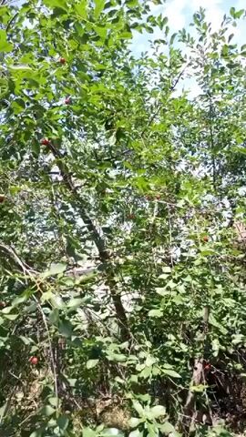 A medium shot, low-angle view looks up into the branches of a cherry tree, laden with ripening fruit against a bright blue sky. The camera pans slowly up and to the right. The leaves are a vibrant green, and many bright red cherries are visible, some clustered together, others scattered throughout the branches. The tree is dense, with many thin branches and twigs. Sunlight filters through the leaves, creating dappled light. The overall impression is one of a bountiful harvest.