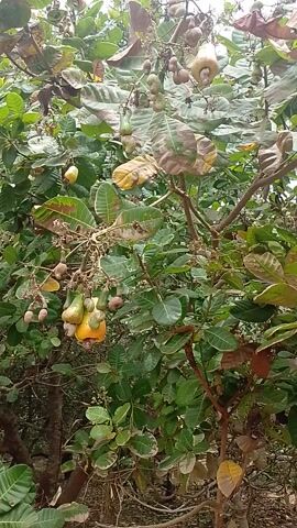 A video shows a cashew tree with ripe fruit and nuts hanging from its branches. The leaves are green, with some exhibiting brown spots. The sky is visible in the background. The camera is angled upwards toward the tree.