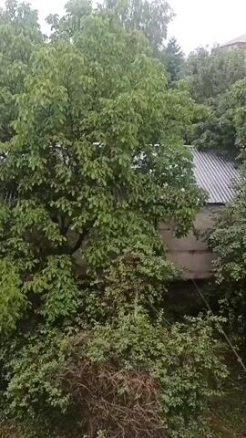 The video shows a canopy of green trees under an overcast sky. The leaves of the trees are dense and appear to be moving slightly, suggesting a gentle breeze or perhaps rain. A corrugated metal roof is visible between the trees, along with a concrete wall. In the background, parts of buildings with tiled roofs can be seen. The overall impression is of a somewhat humid, possibly rainy day in a suburban or semi-rural setting.