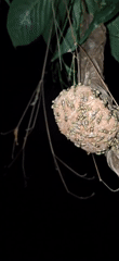 Active wasp nest observed at night in Vallecito, Venezuela