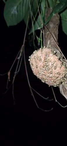 Active wasp nest observed at night in Vallecito, Venezuela