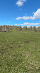 Mixed rural and domestic scenes documented during spring morning