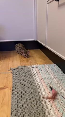 A Bengal kitten with spotted fur is poised on a wooden floor, looking intently at a colorful woven rug. The kitten is in a hunting stance, crouched low with its body angled towards the rug. On the rug, a pink feather toy attached to a string is visible, likely being dangled or moved by an unseen person, as indicated by the slight blur and the cat's focused gaze. The kitten's ears are perked forward, and its tail is held low, suggesting anticipation and readiness to pounce.

The scene is indoors, with white cabinet doors visible in the background, suggesting a kitchen or a similar domestic setting. The floor is made of light-colored wood planks, and a dark baseboard runs along the wall. The lighting appears to be artificial, possibly from indoor lights, and doesn't provide specific clues about the time of day. There is no visible text in the media. The overall mood is one of playful curiosity and the predatory instincts of a young cat. The location context of Rzhev, Russia, is not directly inferable from the visual elements.