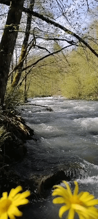 Spring river flows rapidly through Medoveevka forest, Russia