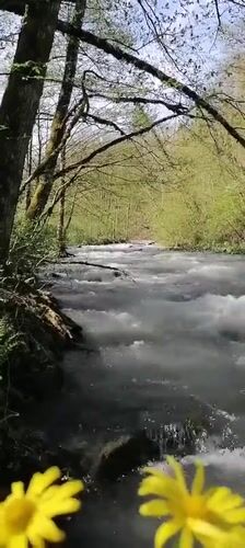 Spring river flows rapidly through Medoveevka forest, Russia