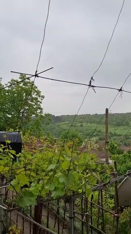 The video presents a view from a backyard with a rural landscape visible in the background. The sky is overcast and gray. In the foreground, a garden or vine trellis is present with green leaves and some red flowers.  A satellite dish is also visible. Supporting wires are strung above the trellis. A utility pole and a few houses can be seen in the middle distance. The background reveals rolling green hills interspersed with trees. A bird lands on one of the overhead wires briefly.