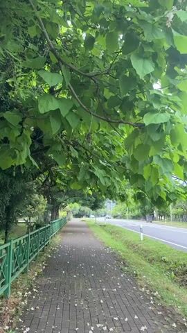 A low-angle, handheld shot pans upward through dense green foliage. The camera starts by looking down a brick-paved sidewalk lined with a green metal fence. Beyond the fence, a grassy area slopes down to a paved road where a black trash can is visible on the shoulder. The sidewalk is partially covered in small white fallen petals. Overhead, large green leaves from a deciduous tree dominate the frame, with a few small white flowers interspersed. As the camera continues to pan up and slightly to the right, the leaves transition to the needle-like foliage of an evergreen tree, creating a layered effect of different greens against a bright, overcast sky.
