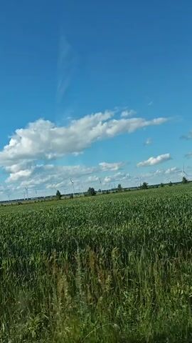 The video shows a daytime view of a rural landscape in Krasnyy Yar, Russia. The scene is dominated by a vast, green field, likely farmland, stretching across the frame. In the background, a row of wind turbines stands tall against a bright blue sky dotted with fluffy white clouds. The weather appears to be sunny and pleasant. The camera is moving, suggesting the video was filmed from a vehicle. There are no people visible in the frame, but the presence of the wind turbines and the cultivated field indicates human activity in the area. The overall mood is peaceful and serene, highlighting the natural beauty of the countryside.
