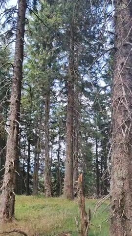 The video shows a slow pan across a forest scene. The camera moves from left to right, revealing tall, mature trees with rough bark and branches. The ground is covered in dry grass and some fallen branches. The lighting suggests it is daytime, with the sky visible through the canopy of the trees. The overall impression is one of a natural, wild forest environment.