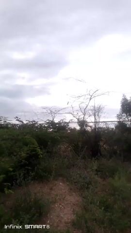 The video shows birds perched on bare tree branches against a cloudy sky. There are several birds visible, with one prominently positioned in the center of the frame. Below the trees is a dense line of green bushes and what appears to be a wire fence. The sky is overcast, creating a muted, greyish background. The camera seems to be held at a slightly low angle, looking upwards towards the trees and sky. "Infinix SMART 8" is watermarked at the bottom left of the screen.