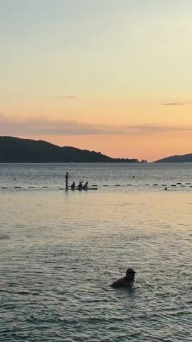 The video shows a tranquil scene at sunset. In the foreground, a person is swimming in the water, with their head and shoulders visible. The water is calm with gentle ripples. In the mid-ground, a group of people are on what appears to be a paddleboard or a small boat. One person is standing, possibly steering, while others are seated. They are silhouetted against the horizon. In the background, a hilly coastline is visible, and the sky is painted with soft hues of orange and pink, characteristic of a sunset. The overall atmosphere is peaceful and serene.