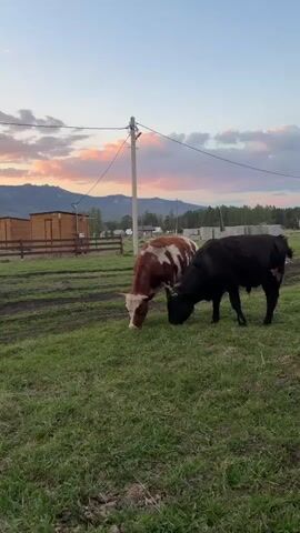 Two young cows, one brown and white and the other black, are grazing in a grassy field. Behind them, a wooden fence surrounds a simple wooden building. A power pole stands nearby, with lines stretching across the sky. In the distance, mountains are silhouetted against a colorful sunset sky with pink and purple clouds. The ground shows signs of recent rain.