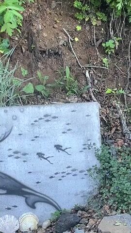 A small, striped animal, possibly a chipmunk, is perched on the edge of a concrete structure adorned with a painting of divers and fish. The concrete structure is at the base of a vegetated embankment. The surrounding environment consists of dirt, rocks, and various plants, including some green foliage and small blue flowers. A few seashells are visible at the bottom of the concrete structure. The animal appears alert, looking towards the right side of the frame.