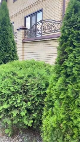 The video shows a close-up, outdoor view of a residential property. In the foreground, there are several evergreen bushes and trees, with a prominent, tall, conical evergreen tree on the right. The bushes appear lush and green. Behind the foliage, a light-colored brick wall is visible, topped with a dark brown trim and a decorative metal railing. Above the wall, a portion of a building is visible, featuring a window with a dark frame and a balcony with an ornate metal railing. The lighting suggests it is daytime, possibly late afternoon or early morning, with soft, diffused light. The camera pans slightly to the right, revealing more of the evergreen trees and the building. The scene conveys a sense of well-maintained landscaping and property exterior.