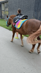 Summer morning at a Yekaterinburg park: horses, rides, and fountains