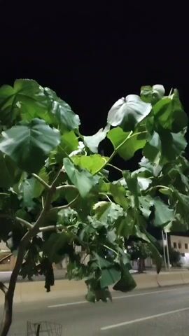 The video shows a night scene along a road. A tree with large green leaves is in the foreground, partially obscuring the view of the road and sidewalk. The road is lit by streetlights, and there are a few cars visible. Buildings with lights are also present in the background. The camera appears to be moving, creating a slight blur.