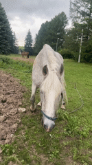 Horses grazing beside an Orthodox church in Gorki Leninskiye
