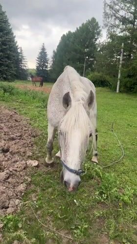 Horses grazing beside an Orthodox church in Gorki Leninskiye