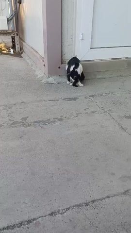 A black and white cat is visible in the video. It is sitting on a concrete surface. The cat is facing the corner of a building, with its head down, grooming itself. A door or window is visible to the right of the cat. The building appears to be made of a light-colored material. The ground is concrete with some dirt and debris.