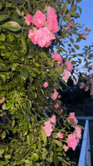 Evening walk documented through residential Krefeld streets with flowers