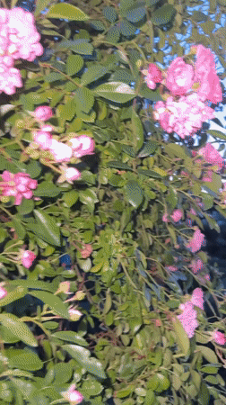 Evening walk documented through residential Krefeld streets with flowers
