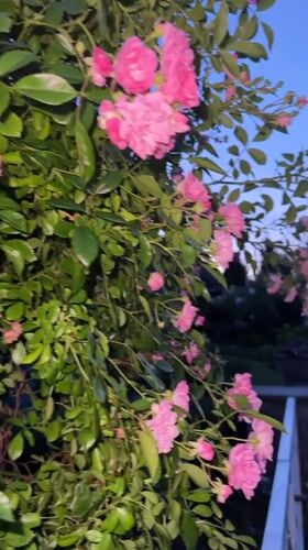 Evening walk documented through residential Krefeld streets with flowers