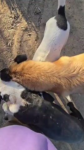The video begins with a high-angle shot of three dogs on a dirt ground. One dog is white with black spots on its back and tail. Another is black, and the third is a tan and black German Shepherd mix. The person filming is wearing a purple hoodie and green pants. The dogs appear to be interacting with each other and sniffing around a small bush. The camera then pans to show the person's feet, wearing tan boots, walking on the dirt. The white and black spotted dog runs towards a bush, followed by the black dog. The German Shepherd is then petted by the person filming, who is still wearing the purple hoodie and green pants. The scene is outdoors, with dry grass and dirt visible. Sunlight casts shadows on the ground.